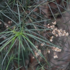 Cassinia quinquefaria (Rosemary Cassinia) at O'Connor, ACT - 26 Sep 2020 by ConBoekel