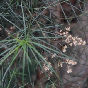 Cassinia quinquefaria at O'Connor, ACT - 26 Sep 2020