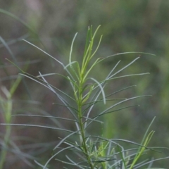 Cassinia quinquefaria at O'Connor, ACT - 26 Sep 2020