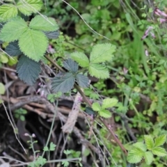 Rubus anglocandicans (Blackberry) at Dryandra St Woodland - 26 Sep 2020 by ConBoekel