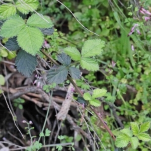 Rubus anglocandicans at O'Connor, ACT - 26 Sep 2020