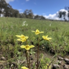 Diuris chryseopsis (Golden Moth) at Wallaroo, NSW - 27 Sep 2020 by Rebeccaryanactgov