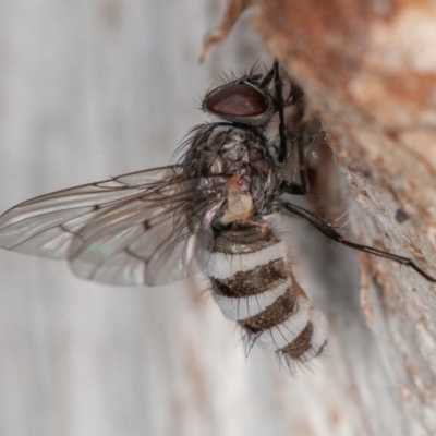 Entomophthora sp. (genus) (Puppeteer Fungus) at Mount Mugga Mugga - 27 Sep 2020 by rawshorty