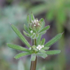 Galium aparine (Goosegrass, Cleavers) at Dryandra St Woodland - 26 Sep 2020 by ConBoekel