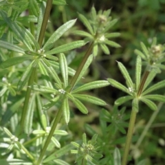 Galium aparine at O'Connor, ACT - 26 Sep 2020 12:49 PM