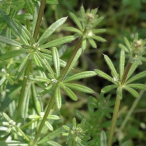 Galium aparine at O'Connor, ACT - 26 Sep 2020 12:49 PM