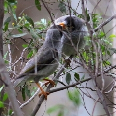 Manorina melanocephala (Noisy Miner) at Wodonga, VIC - 26 Sep 2020 by Kyliegw