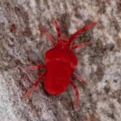 Trombidiidae sp. (family) (Red velvet mite) at Red Hill, ACT - 27 Sep 2020 by rawshorty
