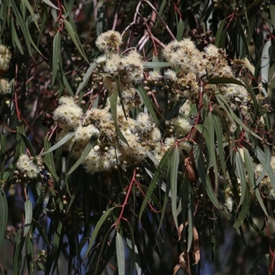 Eucalyptus sp. (A Gum Tree) at West Wodonga, VIC - 26 Sep 2020 by Kyliegw