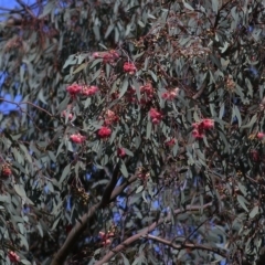 Eucalyptus leucoxylon (Yellow Gum) at Wodonga - 26 Sep 2020 by Kyliegw