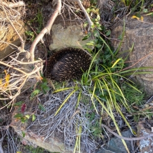 Tachyglossus aculeatus at Pambula Beach, NSW - 26 Sep 2020 08:27 PM