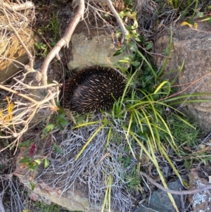 Tachyglossus aculeatus at Pambula Beach, NSW - 26 Sep 2020