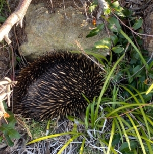 Tachyglossus aculeatus at Pambula Beach, NSW - 26 Sep 2020