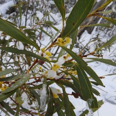 Acacia obliquinervia (Mountain Hickory) at Cotter River, ACT - 26 Sep 2020 by MatthewFrawley