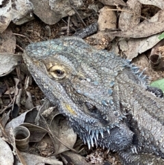 Pogona barbata (Eastern Bearded Dragon) at Red Hill to Yarralumla Creek - 27 Sep 2020 by KL