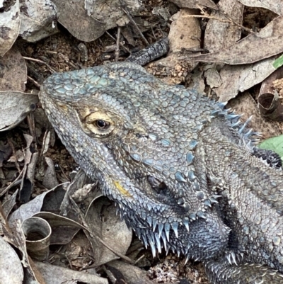 Pogona barbata (Eastern Bearded Dragon) at Red Hill to Yarralumla Creek - 27 Sep 2020 by KL