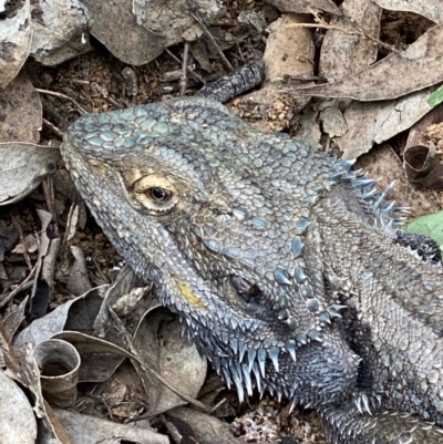 Pogona barbata (Eastern Bearded Dragon) at Hughes, ACT - 27 Sep 2020 by KL