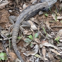 Pogona barbata at Hughes, ACT - 27 Sep 2020