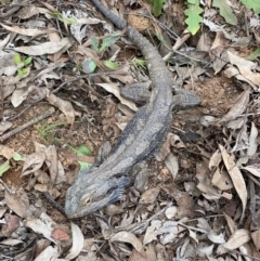 Pogona barbata at Hughes, ACT - suppressed