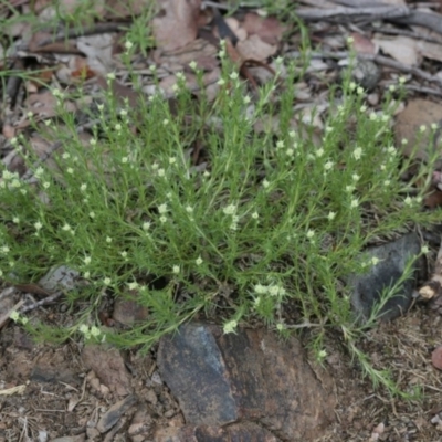 Scleranthus diander (Many-flowered Knawel) at Belconnen, ACT - 27 Sep 2020 by AllanS