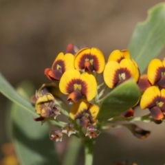 Daviesia mimosoides (Bitter Pea) at Lake Ginninderra - 27 Sep 2020 by AllanS