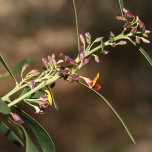 Daviesia mimosoides at Belconnen, ACT - 27 Sep 2020