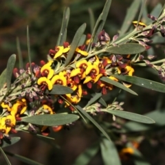 Daviesia mimosoides at Belconnen, ACT - 27 Sep 2020