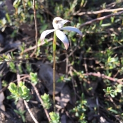 Caladenia ustulata (Brown Caps) at Gossan Hill - 27 Sep 2020 by Wen