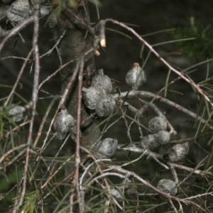 Hakea decurrens at Belconnen, ACT - 27 Sep 2020