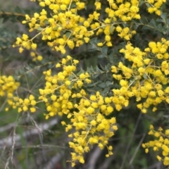 Acacia cultriformis (Knife Leaf Wattle) at Lake Ginninderra - 27 Sep 2020 by AllanS