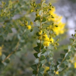 Acacia cultriformis at Belconnen, ACT - 27 Sep 2020