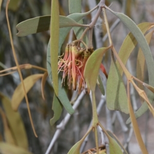 Amyema pendula subsp. pendula at Belconnen, ACT - 27 Sep 2020