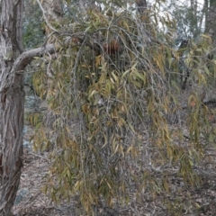 Amyema pendula subsp. pendula at Belconnen, ACT - 27 Sep 2020