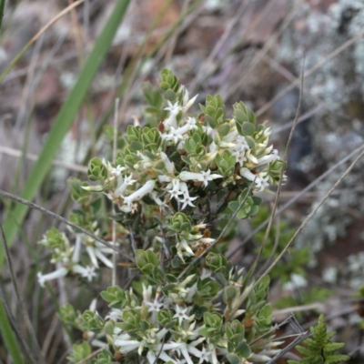 Brachyloma daphnoides (Daphne Heath) at Belconnen, ACT - 27 Sep 2020 by AllanS