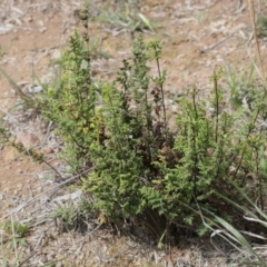 Cheilanthes sieberi (Rock fern) at Belconnen, ACT - 27 Sep 2020 by AllanS