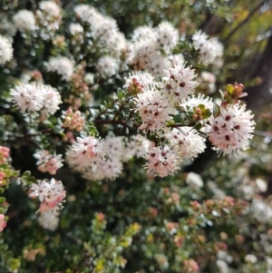 Leionema lamprophyllum subsp. obovatum at Kambah, ACT - 10 Sep 2020