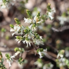 Brachyloma daphnoides (Daphne Heath) at Gundaroo, NSW - 26 Sep 2020 by Gunyijan