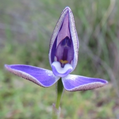 Glossodia major (Wax Lip Orchid) at Stromlo, ACT - 27 Sep 2020 by Christine