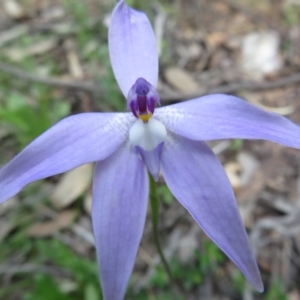 Glossodia major at Stromlo, ACT - 27 Sep 2020