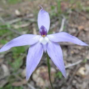 Glossodia major at Stromlo, ACT - 27 Sep 2020