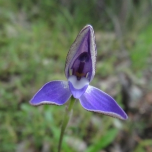 Glossodia major at Stromlo, ACT - 27 Sep 2020