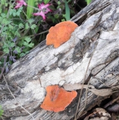 Trametes coccinea (Scarlet Bracket) at Dryandra St Woodland - 26 Sep 2020 by ConBoekel