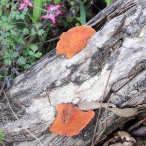 Trametes coccinea at O'Connor, ACT - 26 Sep 2020