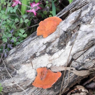 Trametes coccinea (Scarlet Bracket) at Dryandra St Woodland - 26 Sep 2020 by ConBoekel