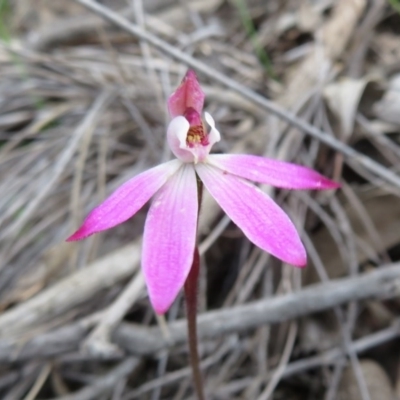 Caladenia fuscata (Dusky Fingers) at Stromlo, ACT - 27 Sep 2020 by Christine