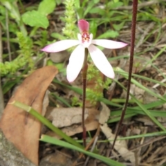 Caladenia fuscata at Stromlo, ACT - 27 Sep 2020