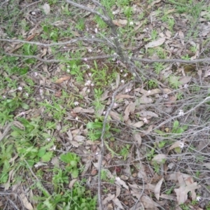 Caladenia fuscata at Stromlo, ACT - 27 Sep 2020