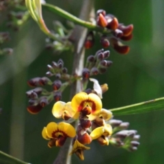 Daviesia mimosoides (Bitter Pea) at O'Connor, ACT - 26 Sep 2020 by ConBoekel