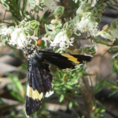 Eutrichopidia latinus (Yellow-banded Day-moth) at Denman Prospect, ACT - 27 Sep 2020 by Christine