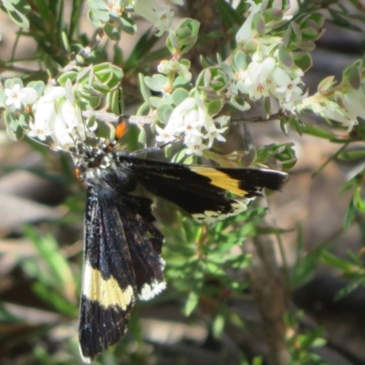 Eutrichopidia latinus (Yellow-banded Day-moth) at Block 402 - 27 Sep 2020 by Christine